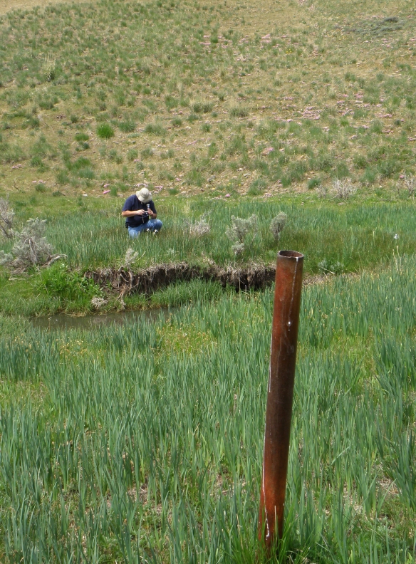 This rusty pole is a survey marker for a section of our claim. Max is shooting flowers in the meadow.